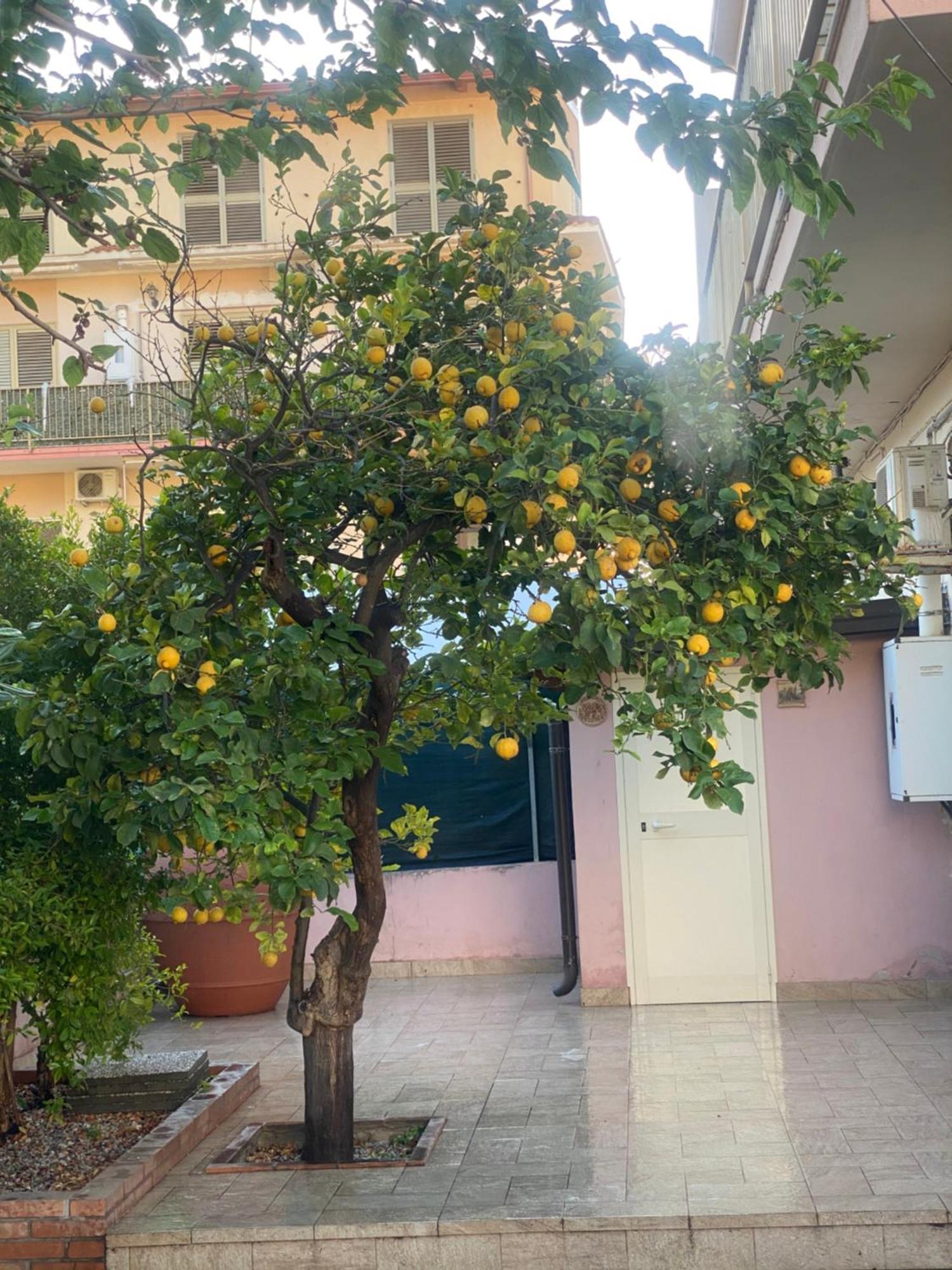 L'Albero Di Limoni Sul Mare Di Pizzo Villa ภายนอก รูปภาพ