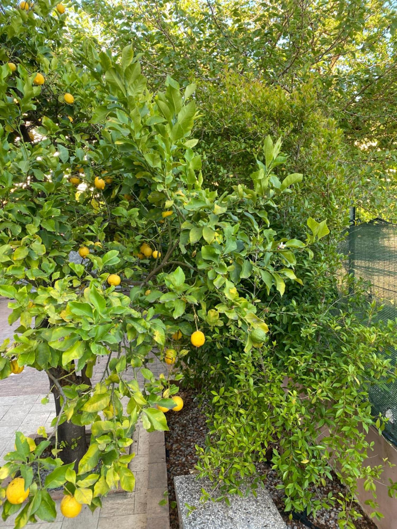 L'Albero Di Limoni Sul Mare Di Pizzo Villa ภายนอก รูปภาพ